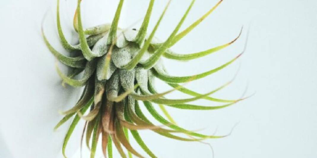 Saksı ve toprağa veda vakti! Havada asılı kalarak büyüyor, talep gittikçe artıyor: Yetiştiren paraya para demiyor 5